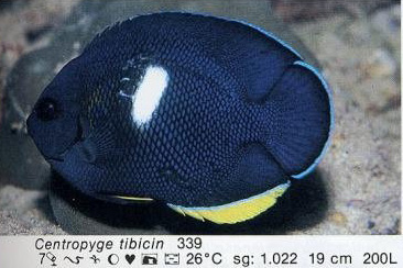 Centropyge tibicin